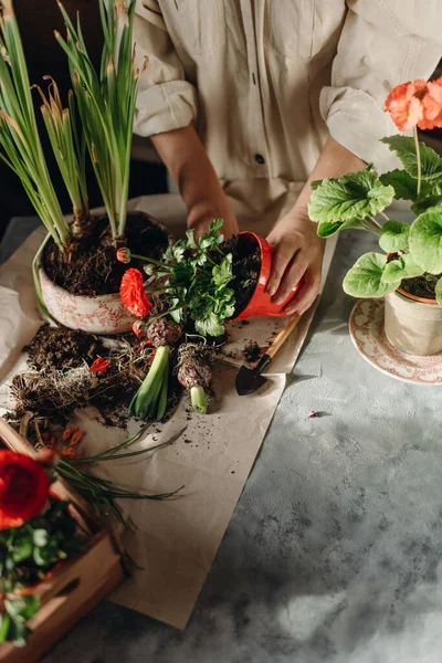 Mujer Haciendo Jardinería Casa Trasplantando Flores Rojas —  Fotos de Stock