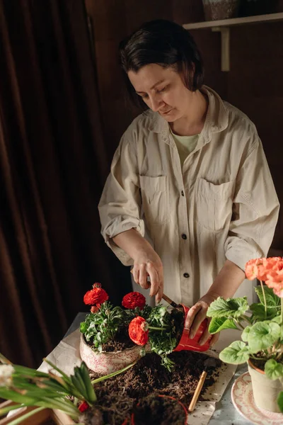 Kvinna Gör Hem Trädgårdsarbete Transplantera Röda Blommor — Stockfoto