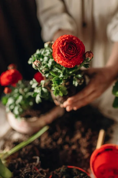 Donna Che Giardinaggio Casa Trapianto Fiori Rossi — Foto Stock