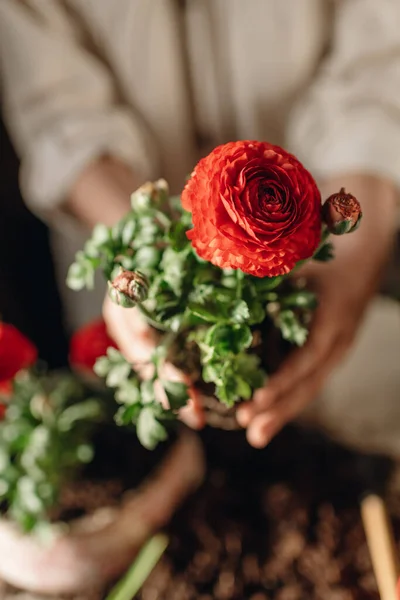 Frau Macht Hausgartenarbeit Pflanzt Rote Blumen Ein — Stockfoto