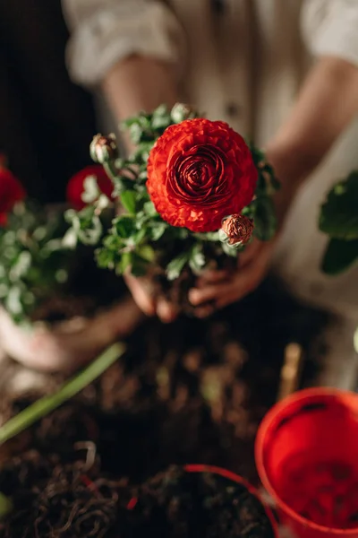 Frau Macht Hausgartenarbeit Pflanzt Rote Blumen Ein — Stockfoto