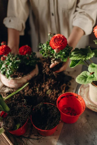 Kobieta Robi Domu Ogrodnictwo Przeszczep Czerwonych Kwiatów — Zdjęcie stockowe