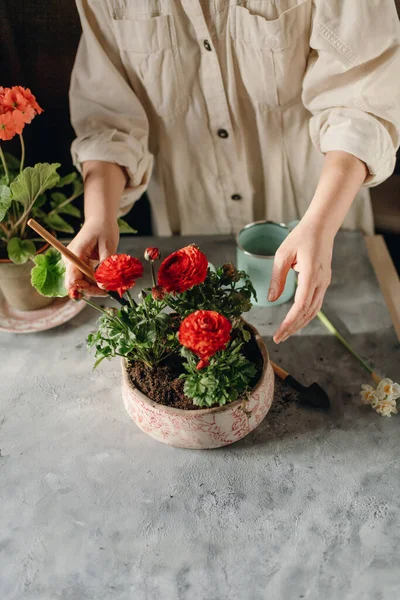 Kvinna Gör Hem Trädgårdsarbete Transplantera Röda Blommor — Stockfoto