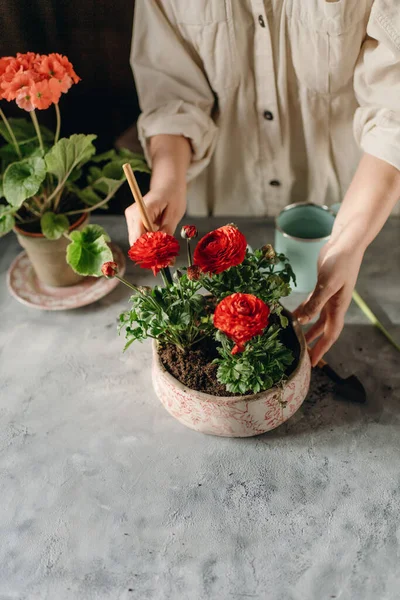 Donna Che Giardinaggio Casa Trapianto Fiori Rossi — Foto Stock