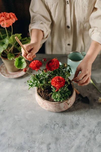 Mujer Haciendo Jardinería Casa Trasplantando Flores Rojas —  Fotos de Stock