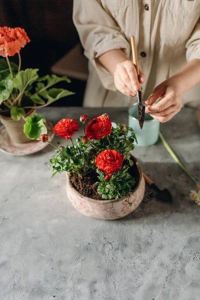 Mujer Haciendo Jardinería Casa Trasplantando Flores Rojas —  Fotos de Stock
