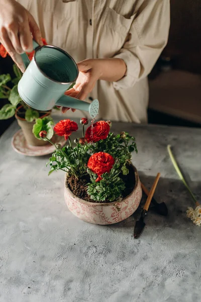 家庭菜園をしたり赤い花を植えたり — ストック写真