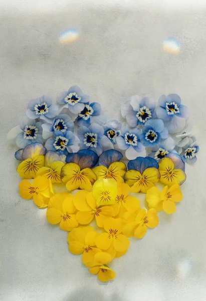 Żółte Niebieskie Kwiaty Kształcie Symbolu Serca Ukraińskiej Flagi — Zdjęcie stockowe