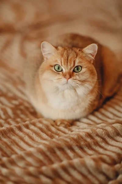 Gatto Rosso Domestico Animale Domestico Giovane Gatto Sano — Foto Stock