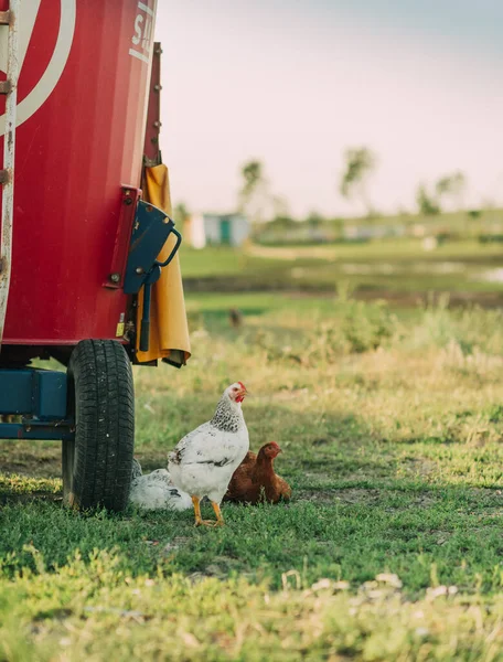 Poultry Chicken Walks Grass Agricultural Farm — Stock Photo, Image