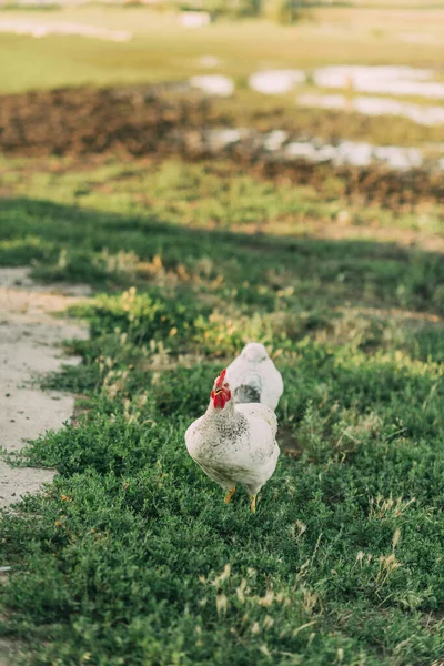 Poultry Chicken Walks Grass Agricultural Farm — Stock Photo, Image