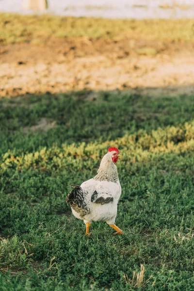 Pollo Avícola Camina Sobre Hierba Una Granja Agrícola —  Fotos de Stock