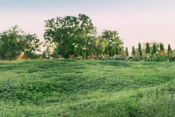 Landscape Photography Grass Trees Sunset — Stockfoto