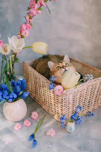 Gato Rojo Doméstico Una Cesta Con Flores Sobre Fondo Gris —  Fotos de Stock