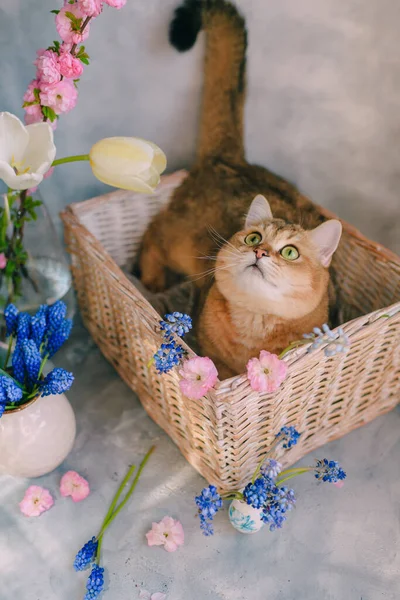 Gato Rojo Doméstico Una Cesta Con Flores Sobre Fondo Gris —  Fotos de Stock