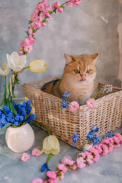 Gato Rojo Doméstico Una Cesta Con Flores Sobre Fondo Gris — Foto de Stock