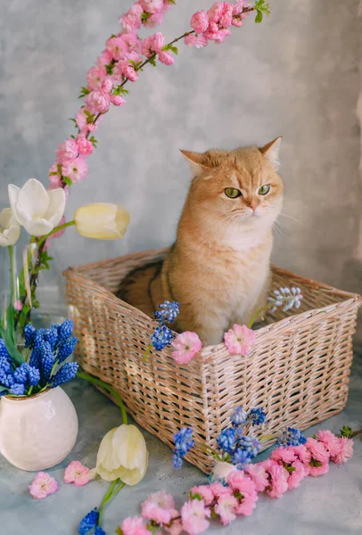 Domestic Red Cat Basket Flowers Gray Background — Stock Fotó
