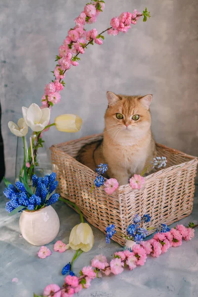 家养红猫 篮子里有花 背景是灰色的 — 图库照片