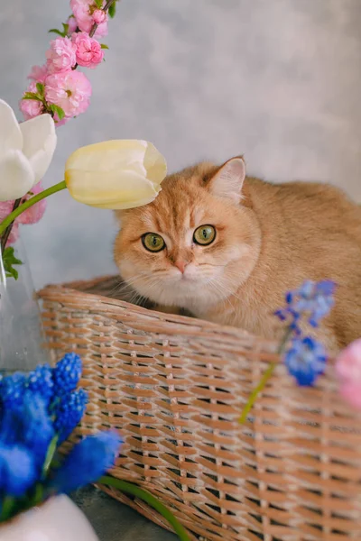 Gato Vermelho Doméstico Uma Cesta Com Flores Fundo Cinza — Fotografia de Stock