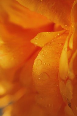 Bahar çiçekleri ılık renklerde parlak turuncu yüksek genişleme