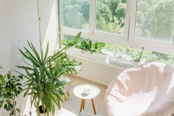 Veranda Interior Bright Colors Home Plants Large Armchair — Stock fotografie