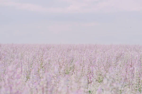 Campo Salva Roxo Contra Céu Com Nuvens — Fotografia de Stock