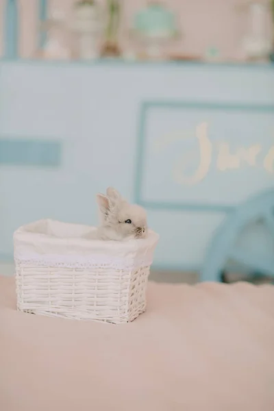 Lapin Dans Panier Aux Couleurs Pastel — Photo