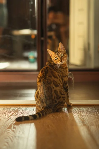 Red Cat Sits Floor His Back Turned His Head — Stock Photo, Image