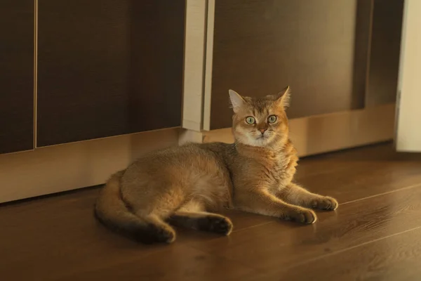 Cute Red Cat Green Eyes Lies Floor Home — Fotografia de Stock