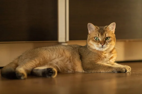 Cute Red Cat Green Eyes Lies Floor Home — Fotografia de Stock