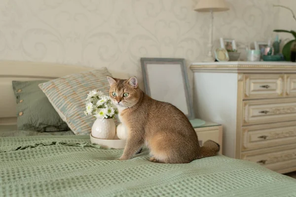 Gato Doméstico Rojo Con Ojos Verdes Dormitorio Cama Dormitorio Interior —  Fotos de Stock