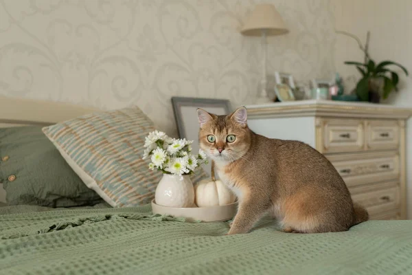 Gato Doméstico Rojo Con Ojos Verdes Dormitorio Cama Dormitorio Interior —  Fotos de Stock