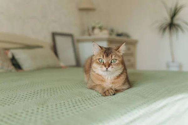 Gato Gengibre Doméstico Com Olhos Verdes Encontra Cama Quarto Com — Fotografia de Stock