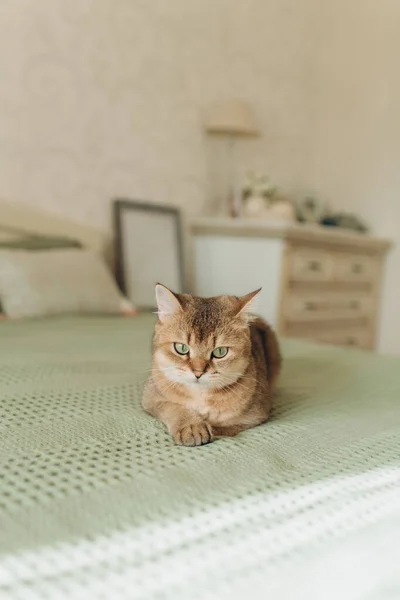 Gato Jengibre Doméstico Con Ojos Verdes Encuentra Cama Dormitorio Con —  Fotos de Stock