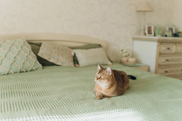Gato Jengibre Doméstico Con Ojos Verdes Encuentra Cama Dormitorio Con —  Fotos de Stock