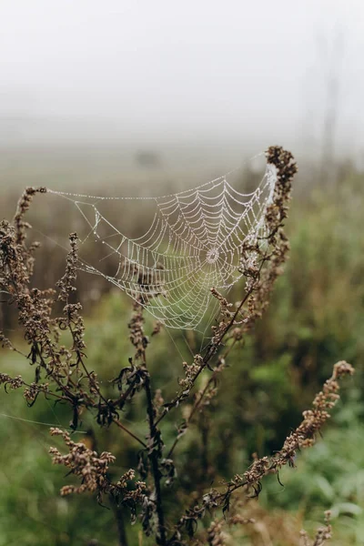 Morgentau Auf Den Spinnweben Auf Dem Feld — Stockfoto