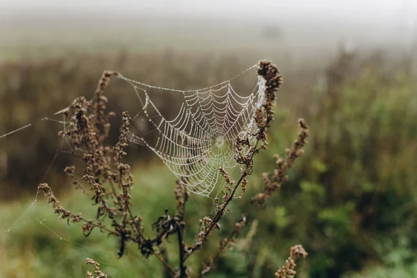 Morgentau Auf Den Spinnweben Auf Dem Feld — Stockfoto
