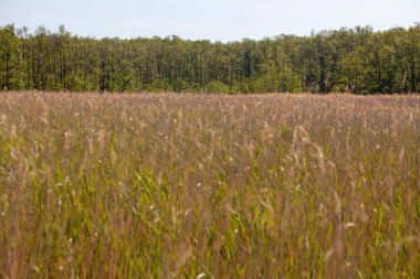 Baltık Denizi yakınlarındaki bir milli parkta sazlık otlu bir bataklık.