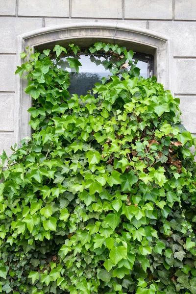Old Window Overgrown Ivy Plant — Stock Photo, Image
