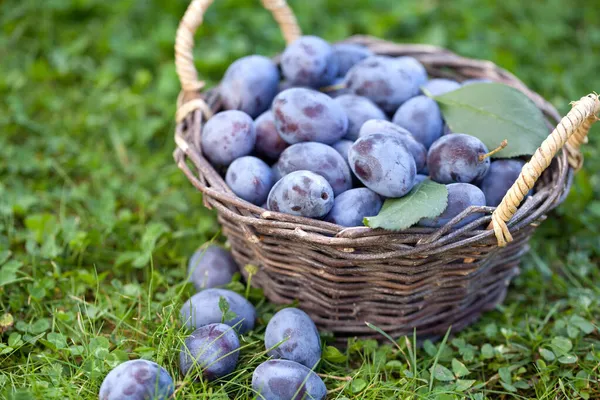 Damson Plums Prunus Insititia Basket — Stock Photo, Image