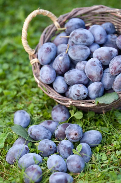 Damson erikleri (Prunus insititia) sepette
