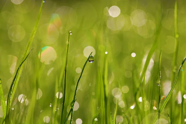 Gras Hintergrund Mit Regentropfen — Stockfoto