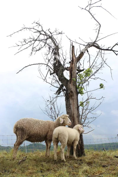 Çıplak Bir Ağacın Altında Duran Iki Koyun — Stok fotoğraf