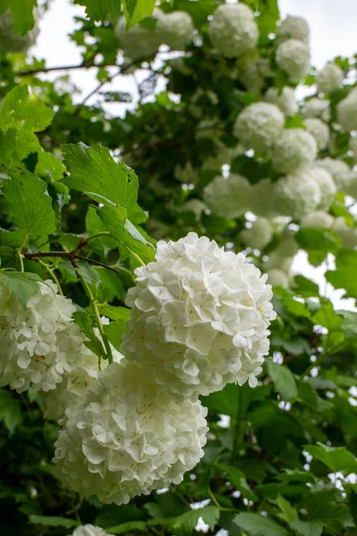 Bahçede beyaz ortanca çiçeği açar.