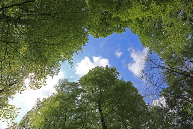 Gökyüzünde yeşil yaprakları olan ağaçlara bakıyorum.