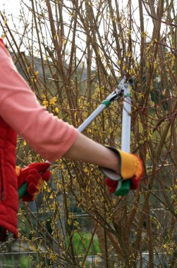 Hands with working gloves cutting the forsythia bushes