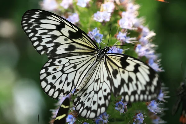 Exotic Butterfly Resting Flower Bloom — Fotografia de Stock