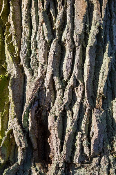 Abstract Background Pattern Oak Tree Bark — Stock Photo, Image