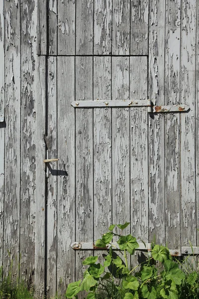 古い生い茂った木製の納屋のドア — ストック写真