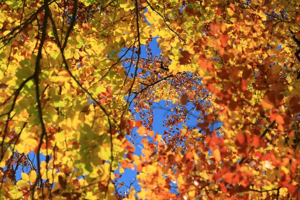 Outono Colorido Folhas Fundo — Fotografia de Stock